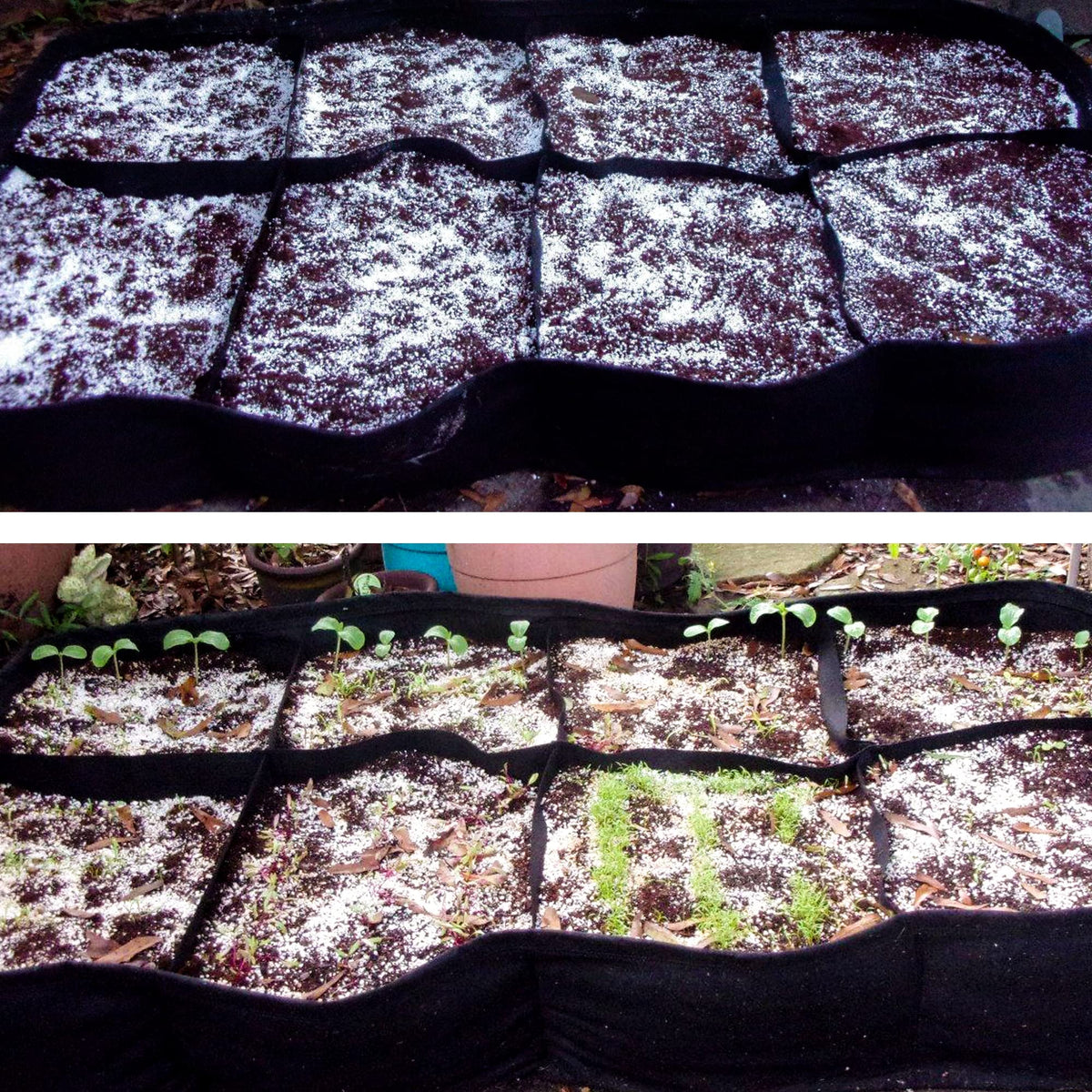 CJGQ seed germination with perlite balances moisture and boosts early growth.