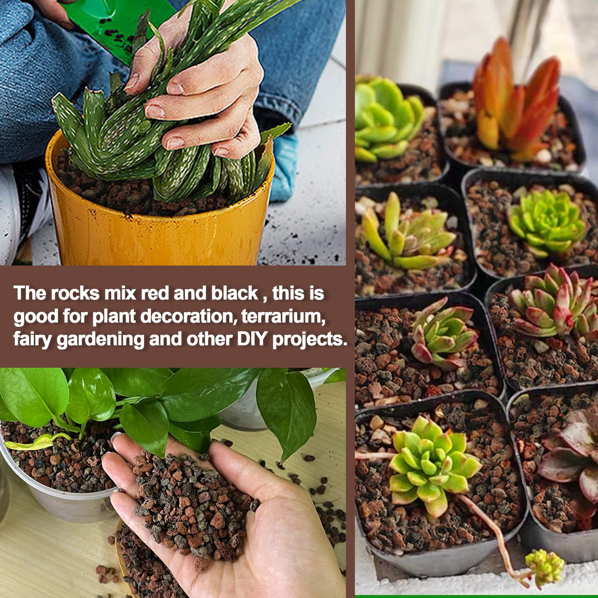 CJGQ succulent container setup using lava rocks for improved drainage.