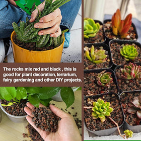 CJGQ succulent container setup using lava rocks for improved drainage.