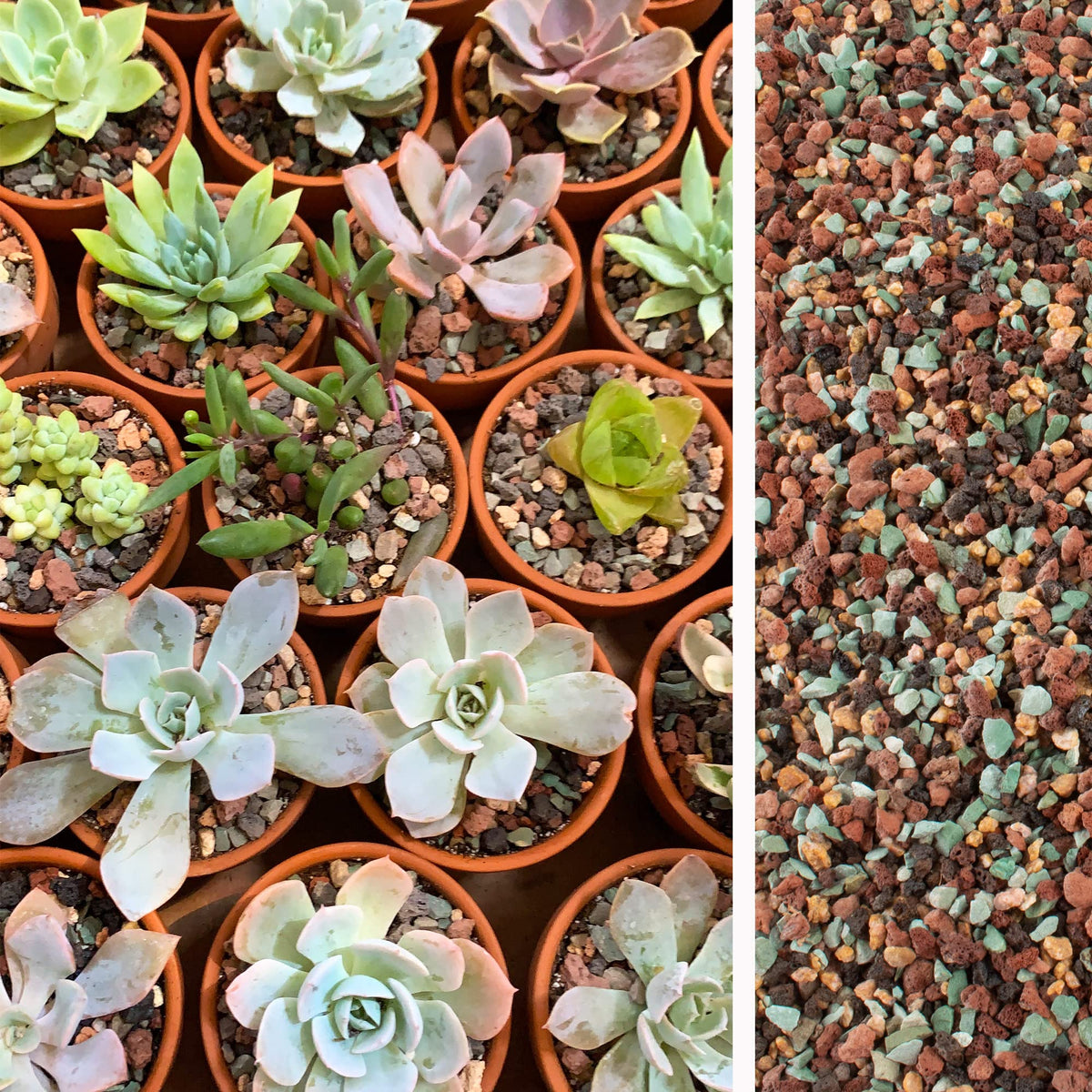 CJGQ terrarium rocks create lush DIY accents for micro gardens.