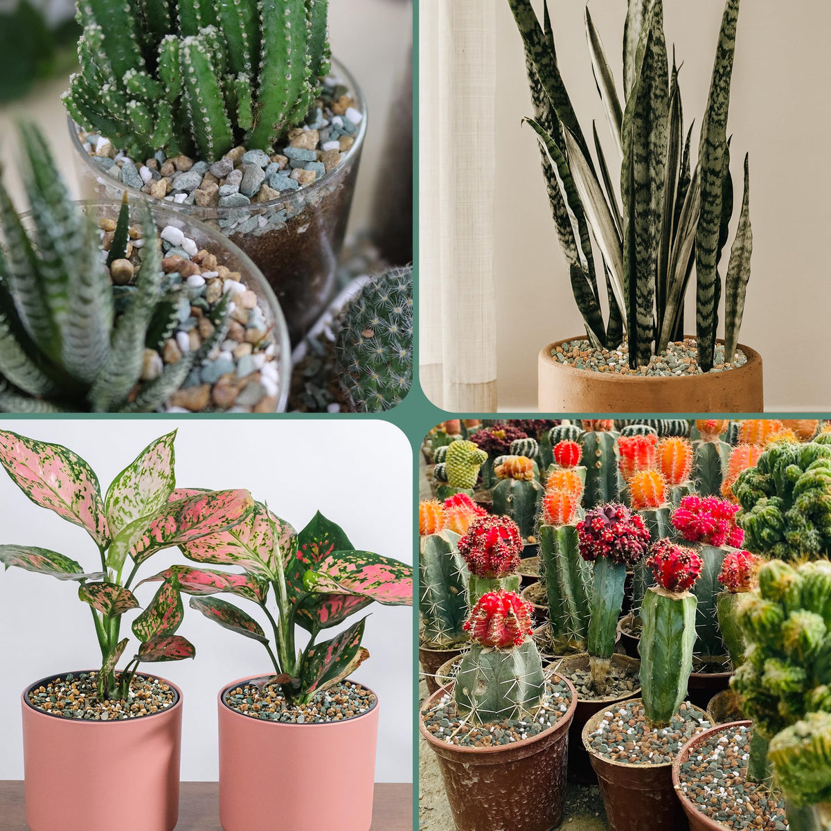 CJGQ vase filler rocks offer color and structure for plant arrangements.