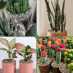 CJGQ vase filler rocks offer color and structure for plant arrangements.