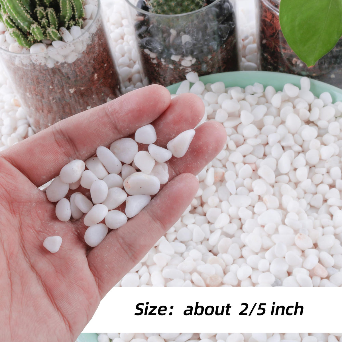 CJGQ white rocks for succulents; gentle top layer reduces evaporation.