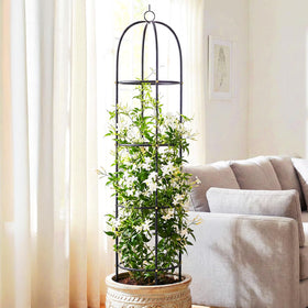 CL FUN trellis anchors grapevines for strong, harvest-ready growth.