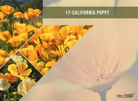 Claix Garden California-native wildflowers support regional biodiversity in your garden.