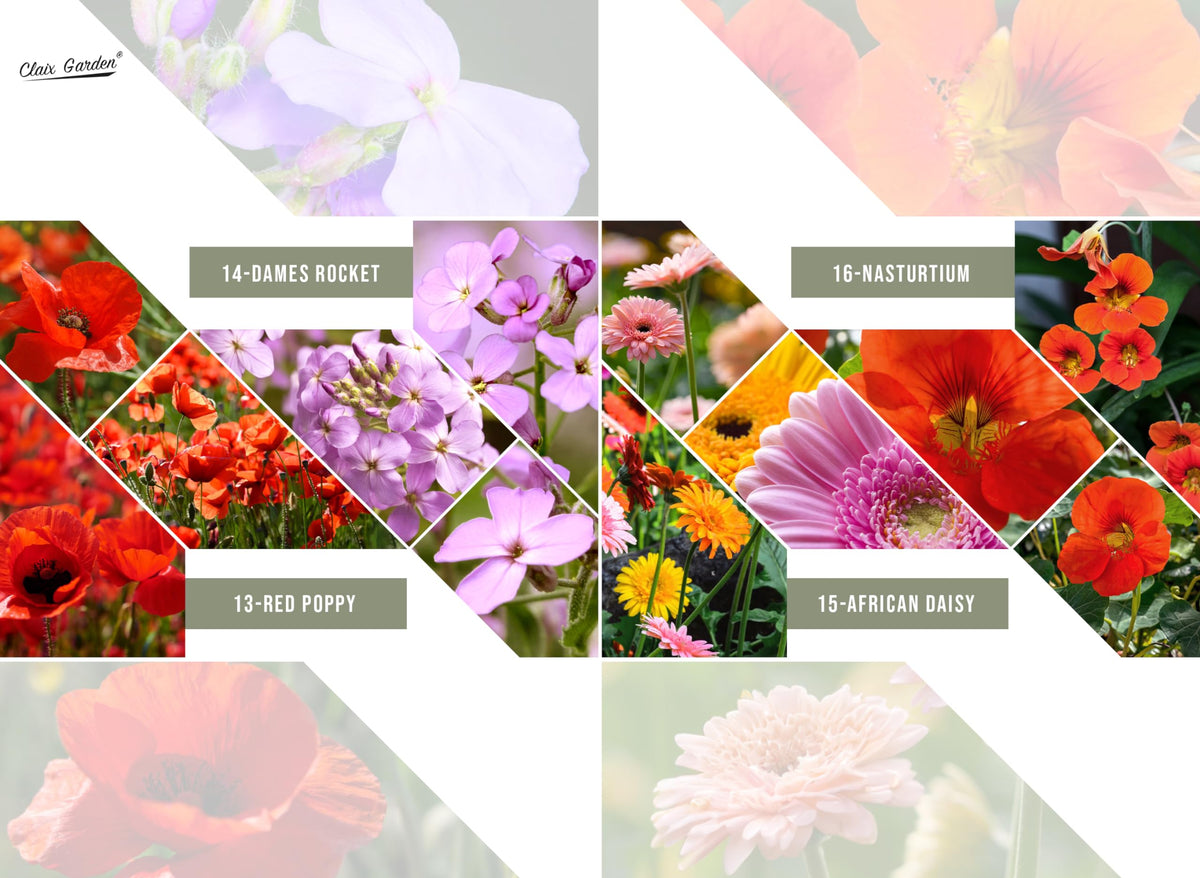 Claix Garden wildflowers attract bees and butterflies.