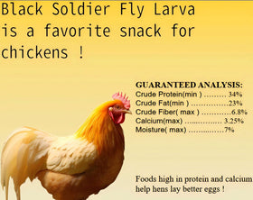 Classic Flock BSFL 11lb bag open pour for easy hen feeding