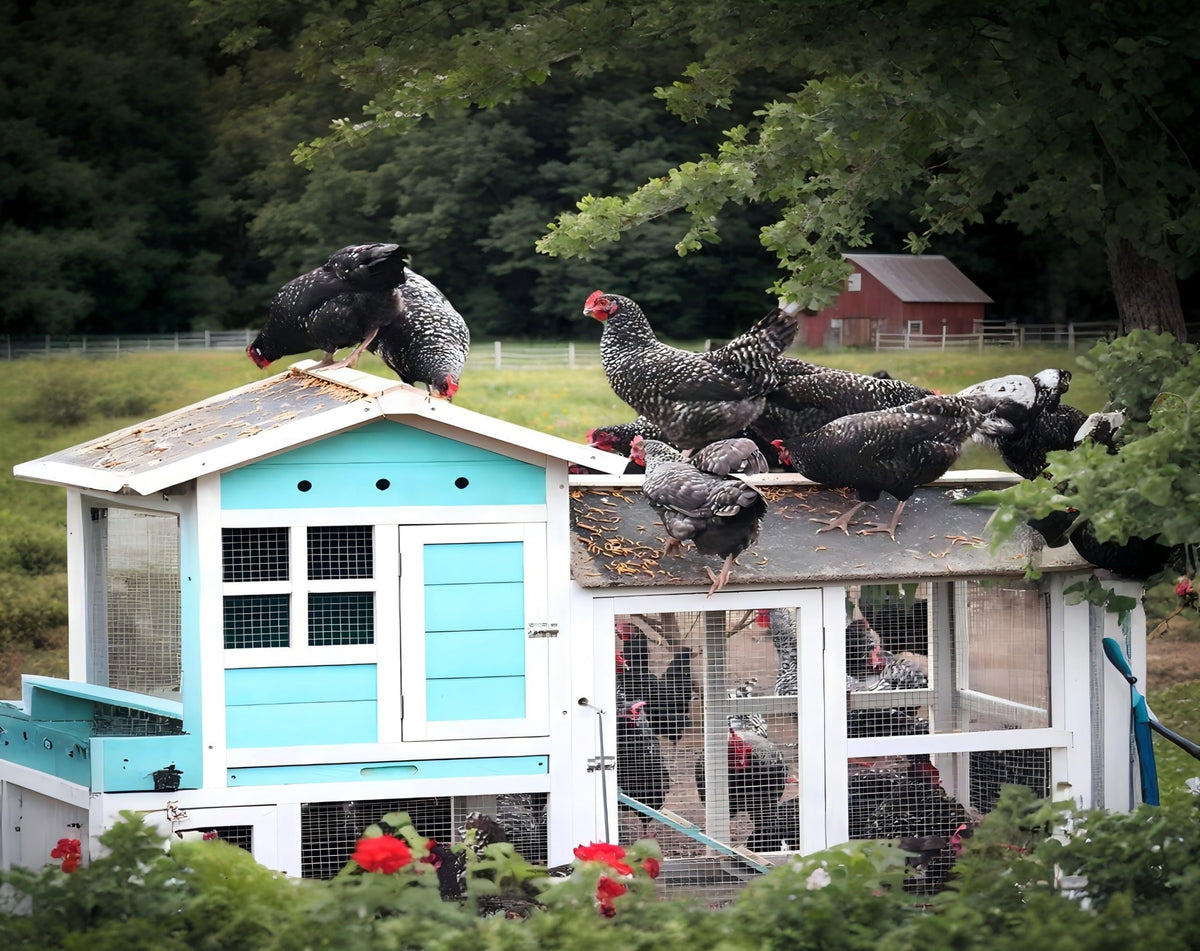 Classic Flock BSFL hens feeding in a coop demonstrates use during egg production