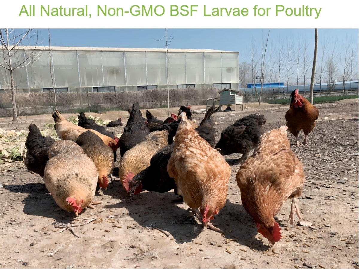 Classic Flock sustainable protein source reducing waste in poultry.