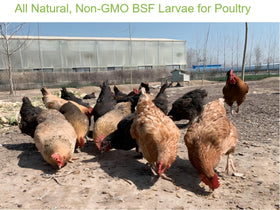 Classic Flock sustainable protein source reducing waste in poultry.