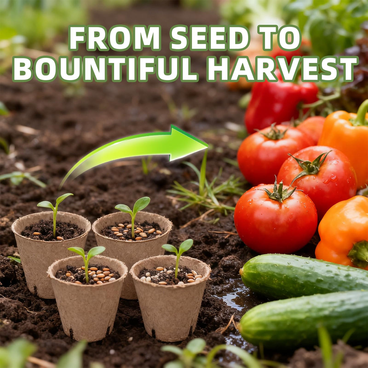 Transplanting is made simpler by the whole-pot approach from CLEANGOR.