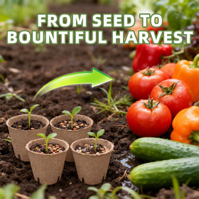 Transplanting is made simpler by the whole-pot approach from CLEANGOR.