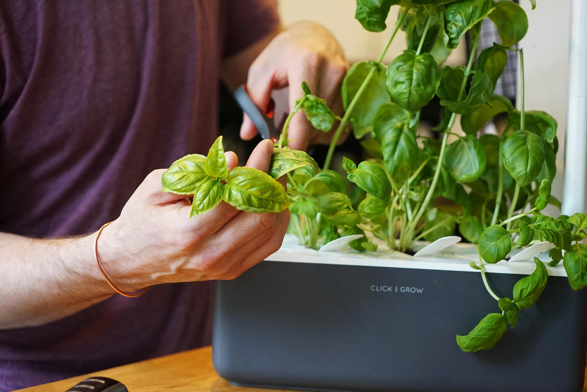 Fresh basil harvest from Click and Grow pod, vibrant kitchen herb.