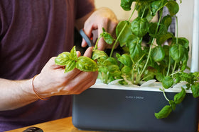 Fresh basil harvest from Click and Grow pod, vibrant kitchen herb.
