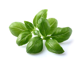 Click and Grow basil pod insertion demonstrates plug-and-grow convenience.