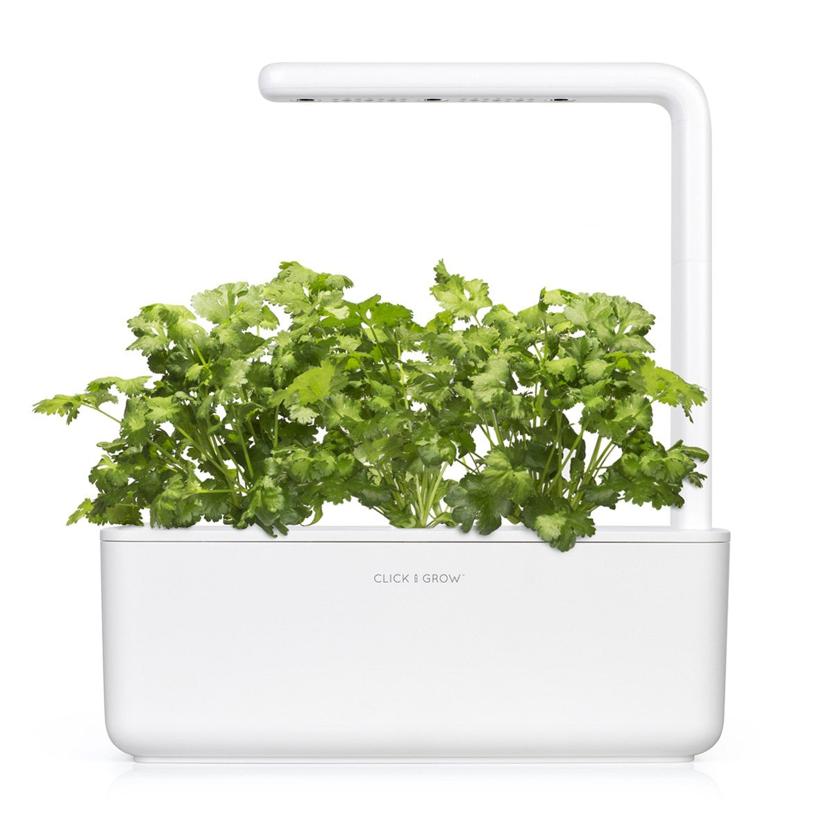 Click and Grow cilantro pod sprouting shows germination within days for harvest
