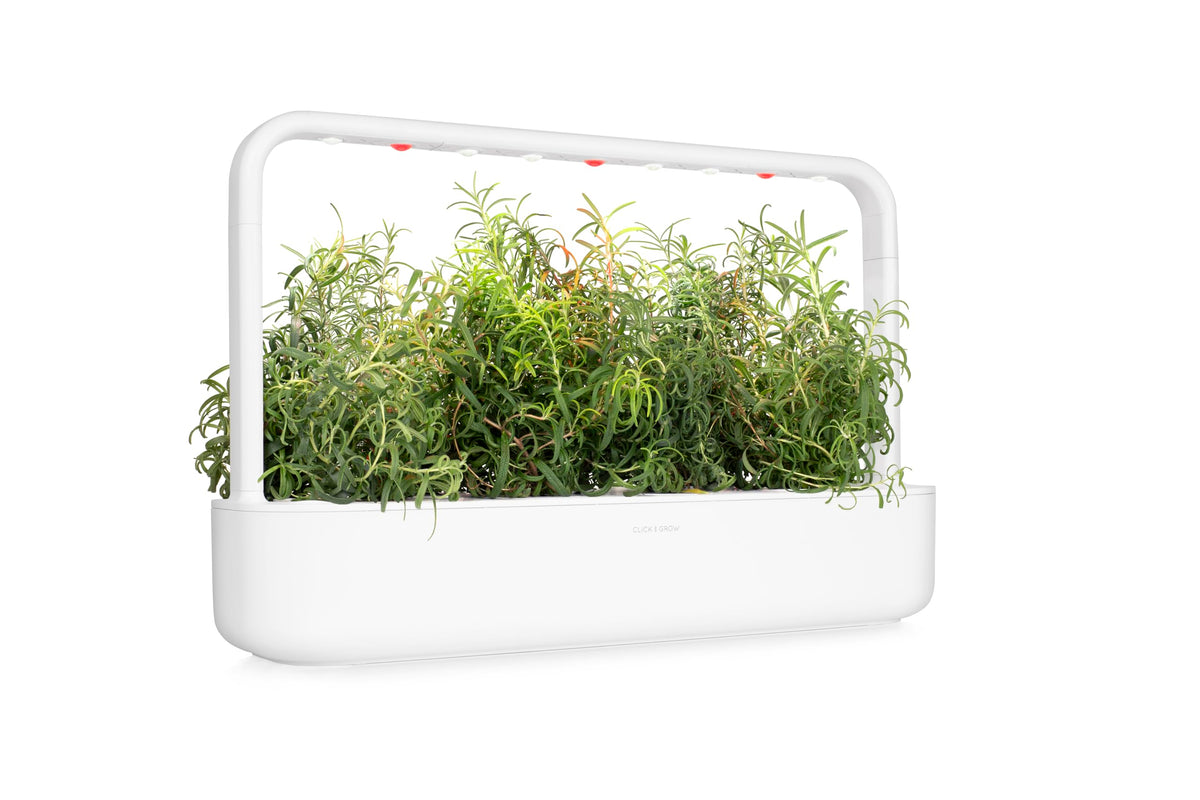 Click and Grow countertop herb garden keeps rosemary within reach.