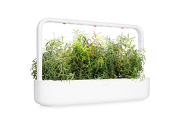 Click and Grow countertop herb garden keeps rosemary within reach.