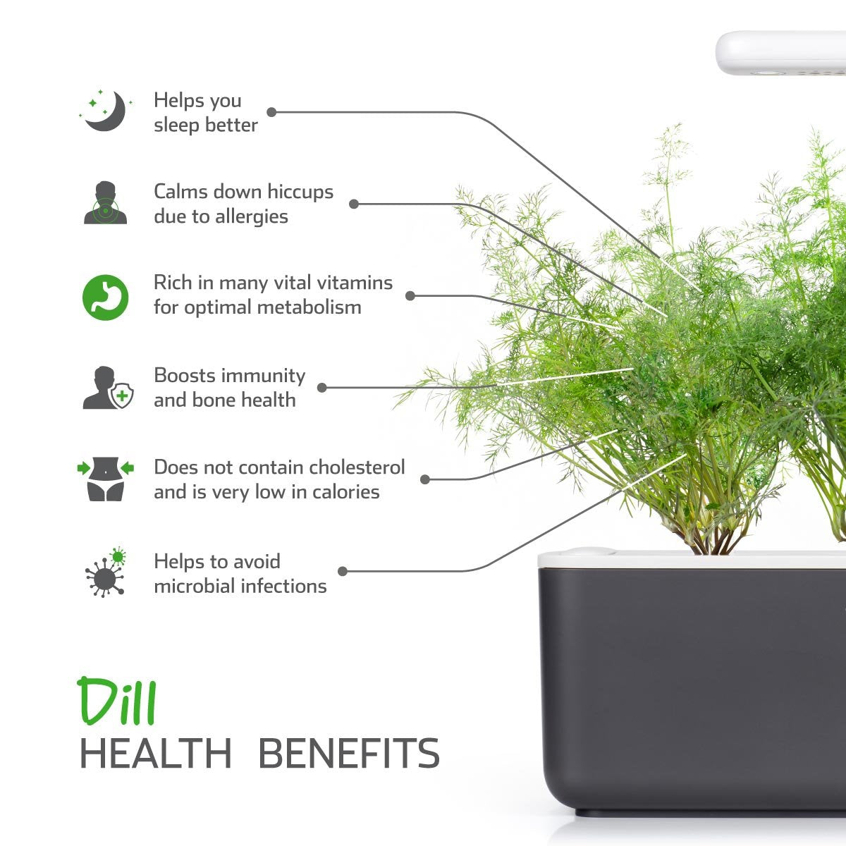 Dill pod harvest ready in a Click and Grow indoor garden setup
