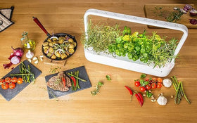 Click and Grow mini tomato harvest fruits ready to enjoy in salads and sandwiches.