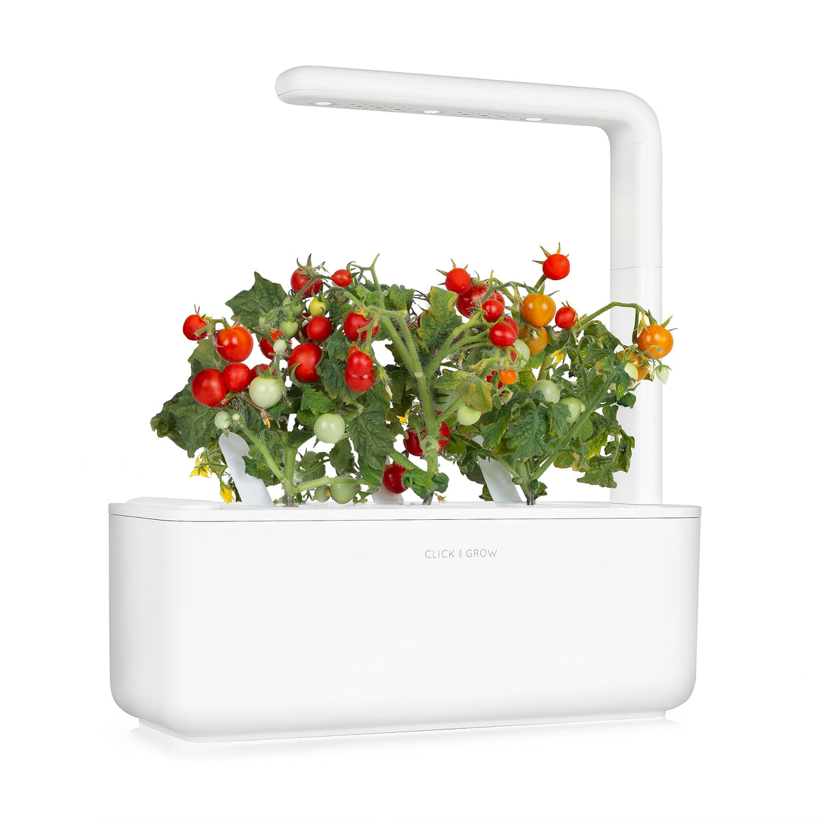 Click and Grow mini tomato pod water tank setup enabling steady moisture for reliable yield.