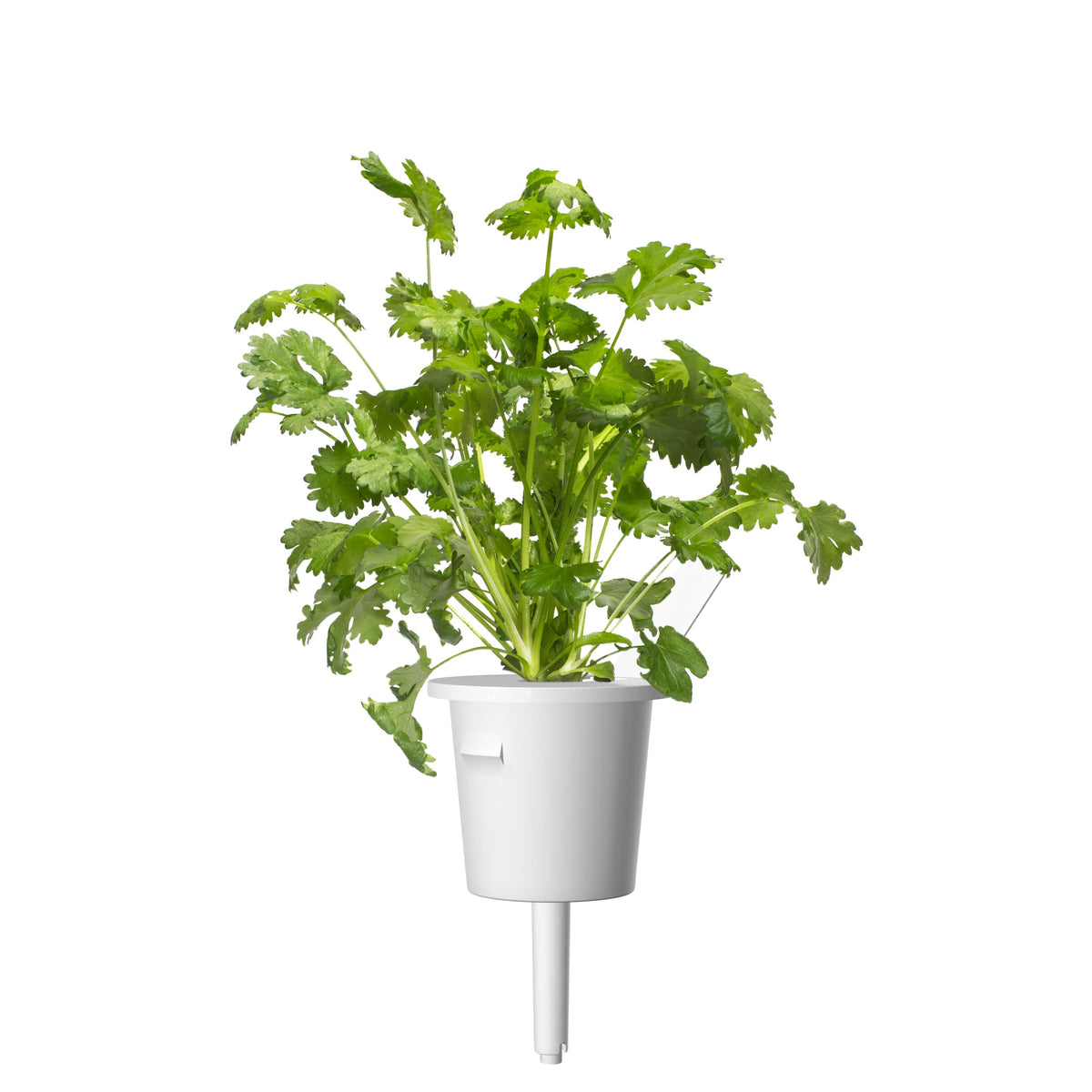 Click and Grow no-pesticide policy supports clean, herb-focused cooking