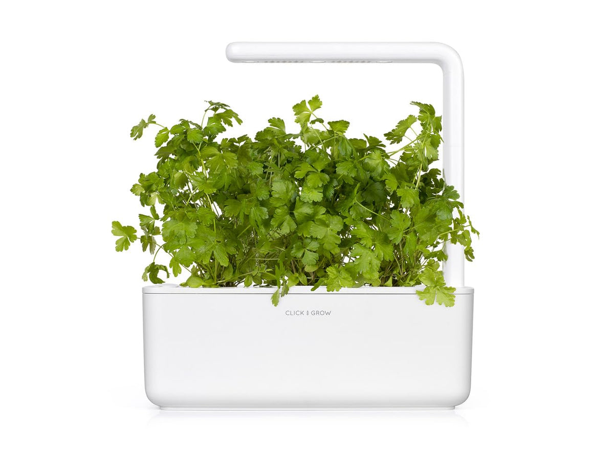 Click and Grow parsley pod leaves close-up, vibrant herb for garnish.