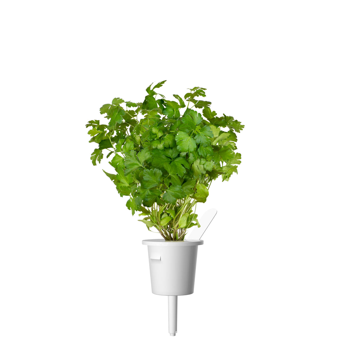 Click and Grow plain parsley pod 3-pack packaging display for easy stocking.
