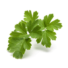 Click and Grow parsley pod water tank view for quick setup.
