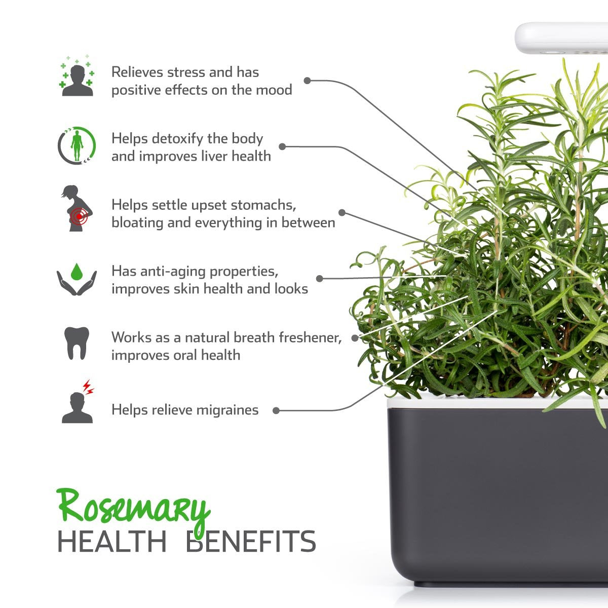 Click and Grow rosemary ready to harvest for fresh flavor.