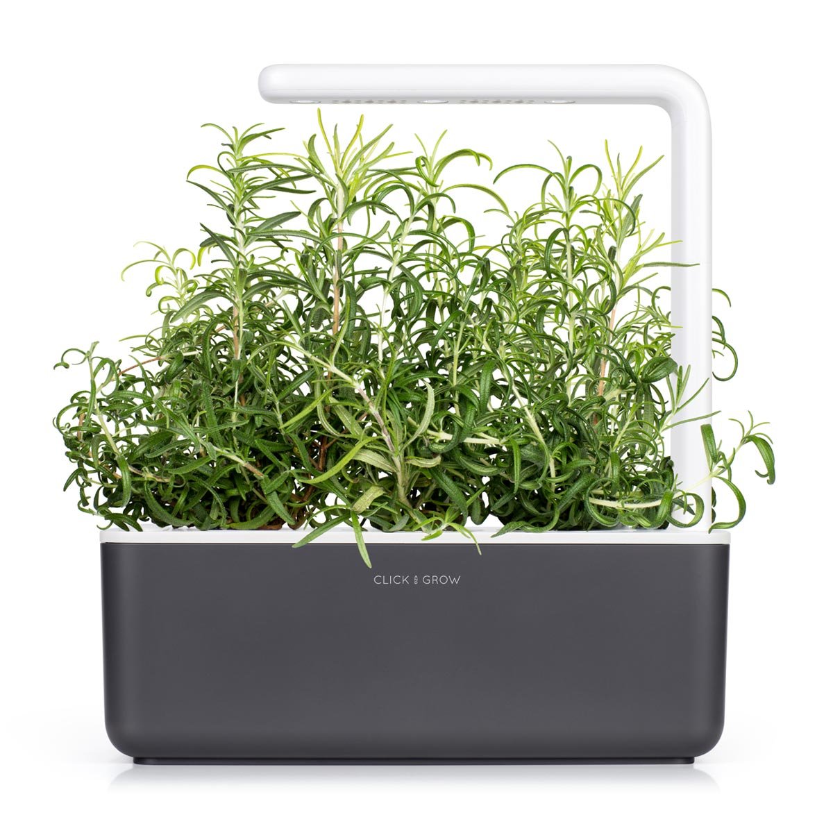 Click and Grow rosemary germination in water tank showing early growth.