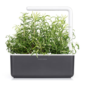 Click and Grow rosemary germination in water tank showing early growth.
