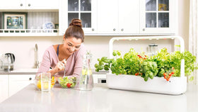 Click and Grow Smart Garden tomato pods on a sunny sill ready to flourish.
