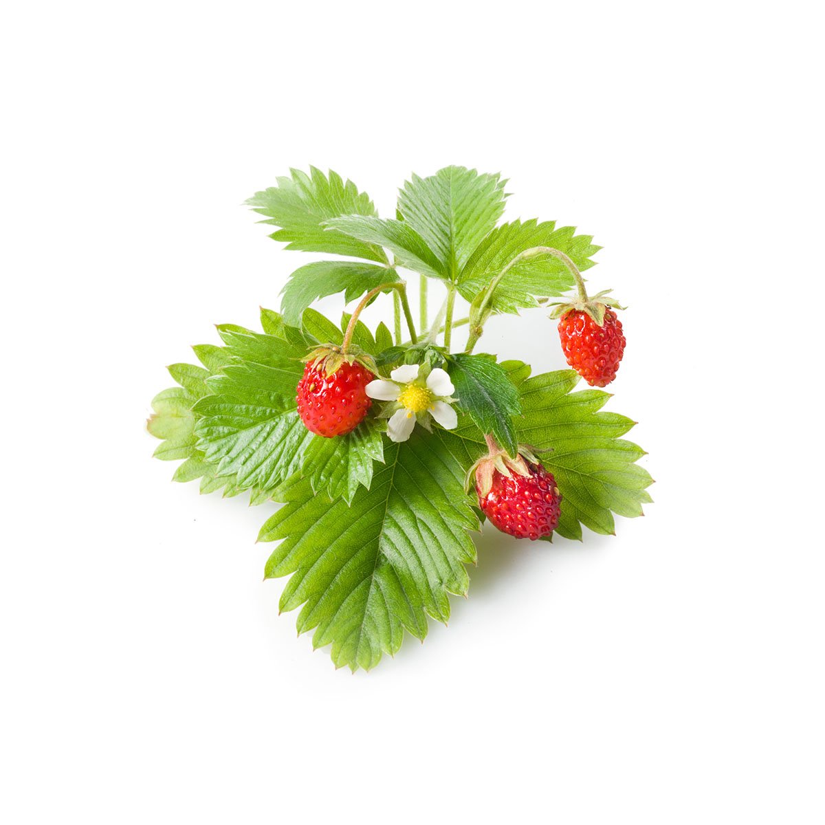 Click and Grow wild strawberry pods inserted into the garden for effortless cultivation.