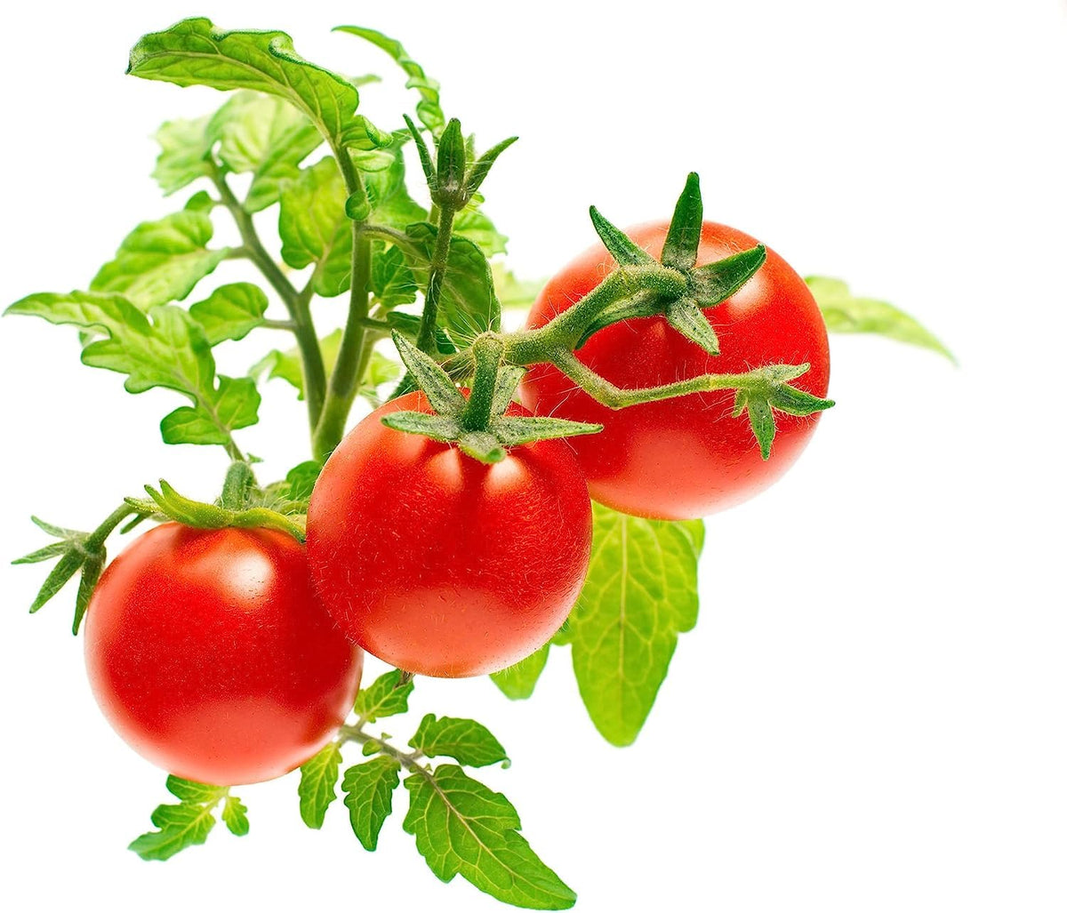 Click and Grow yellow cherry tomato closeup showing colorful, nutritious fruits from home garden.