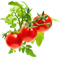 Click and Grow yellow cherry tomato closeup showing colorful, nutritious fruits from home garden.