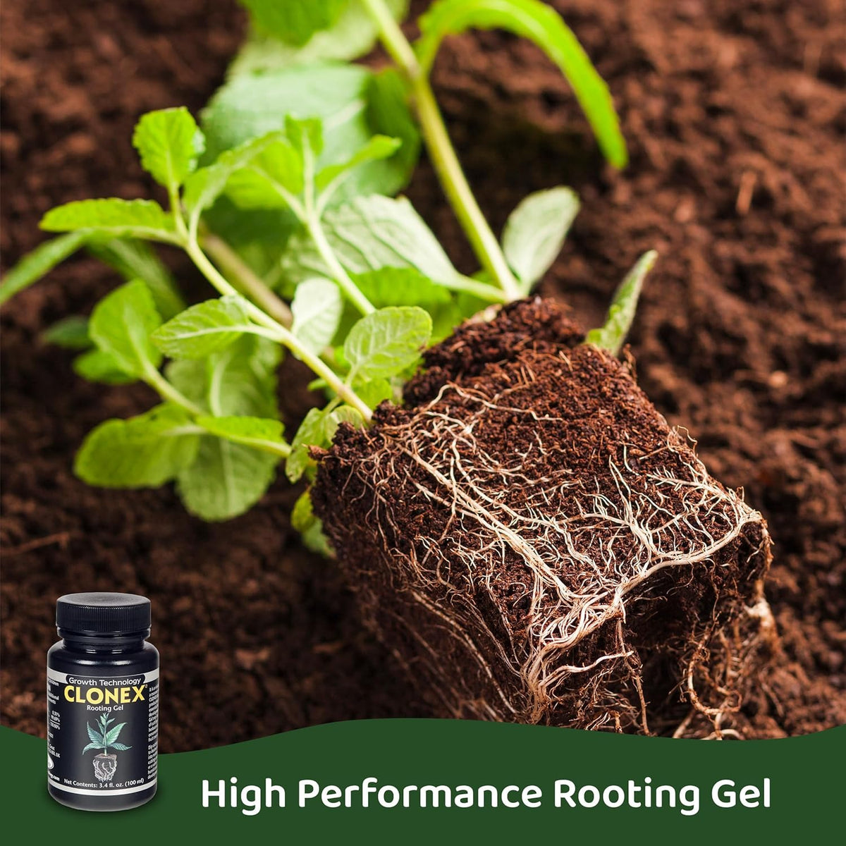 Clonex Rooting Gel dipping cuttings for rooting.