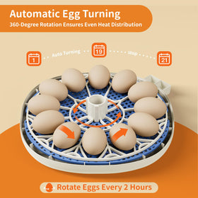CluckRun dual water bottles provide ready access to water during incubation.