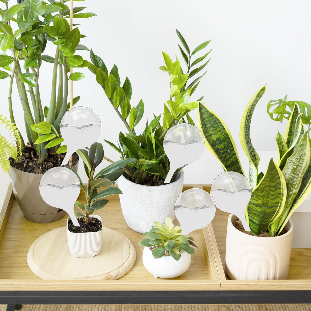 Cmaqpw 21x8 cm bulbs gradually release water for stress-free plant care.