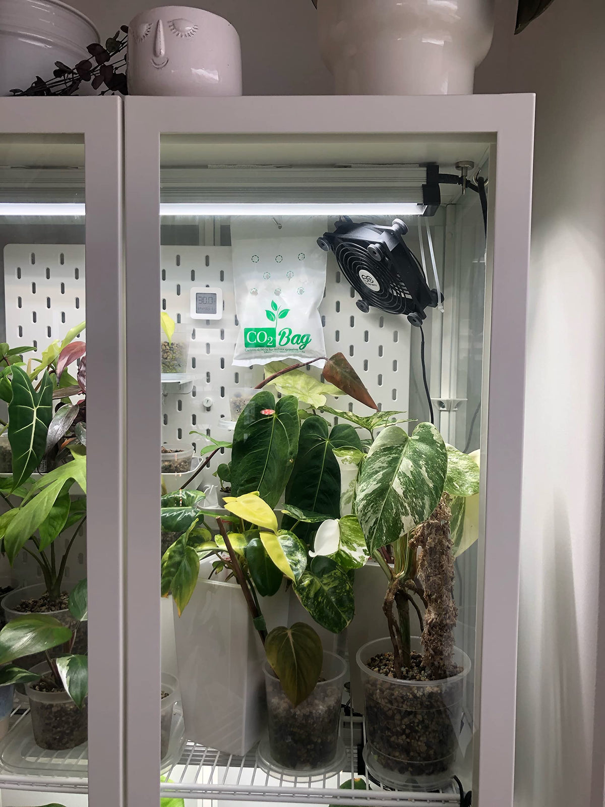 CO2BAG M safe CO2 release maintains stable plant environment