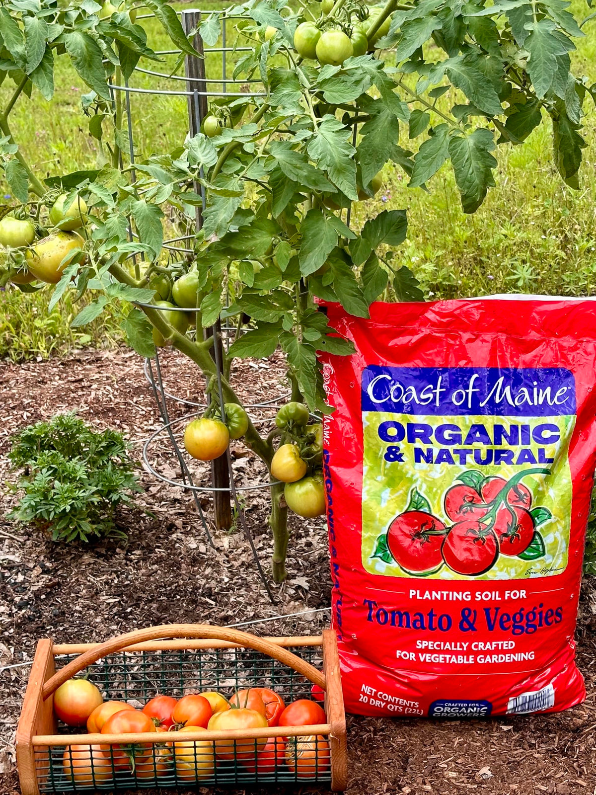 Coast of Maine organic potting soil, multi-use, supports thriving container gardens.