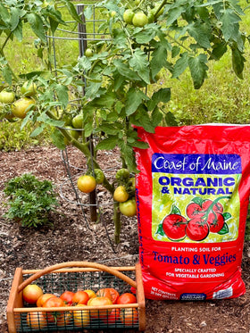 Coast of Maine organic potting soil, multi-use, supports thriving container gardens.