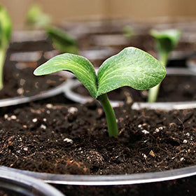 Coast of Maine root-cutting propagation in a moist seed starter mix