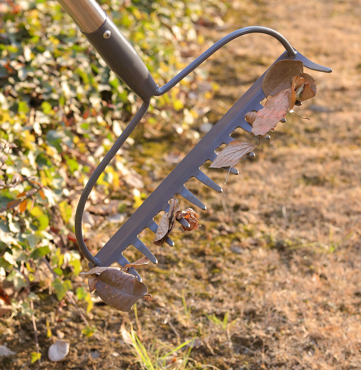 COCONUT garden rake in use to loosen soil and clear debris
