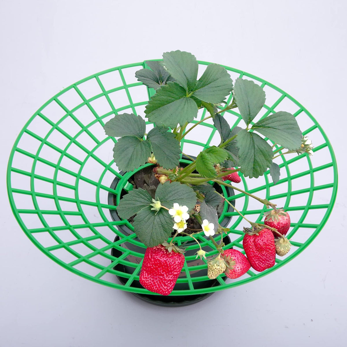 Codree easy-assembly garden stake for strawberries speeds setup