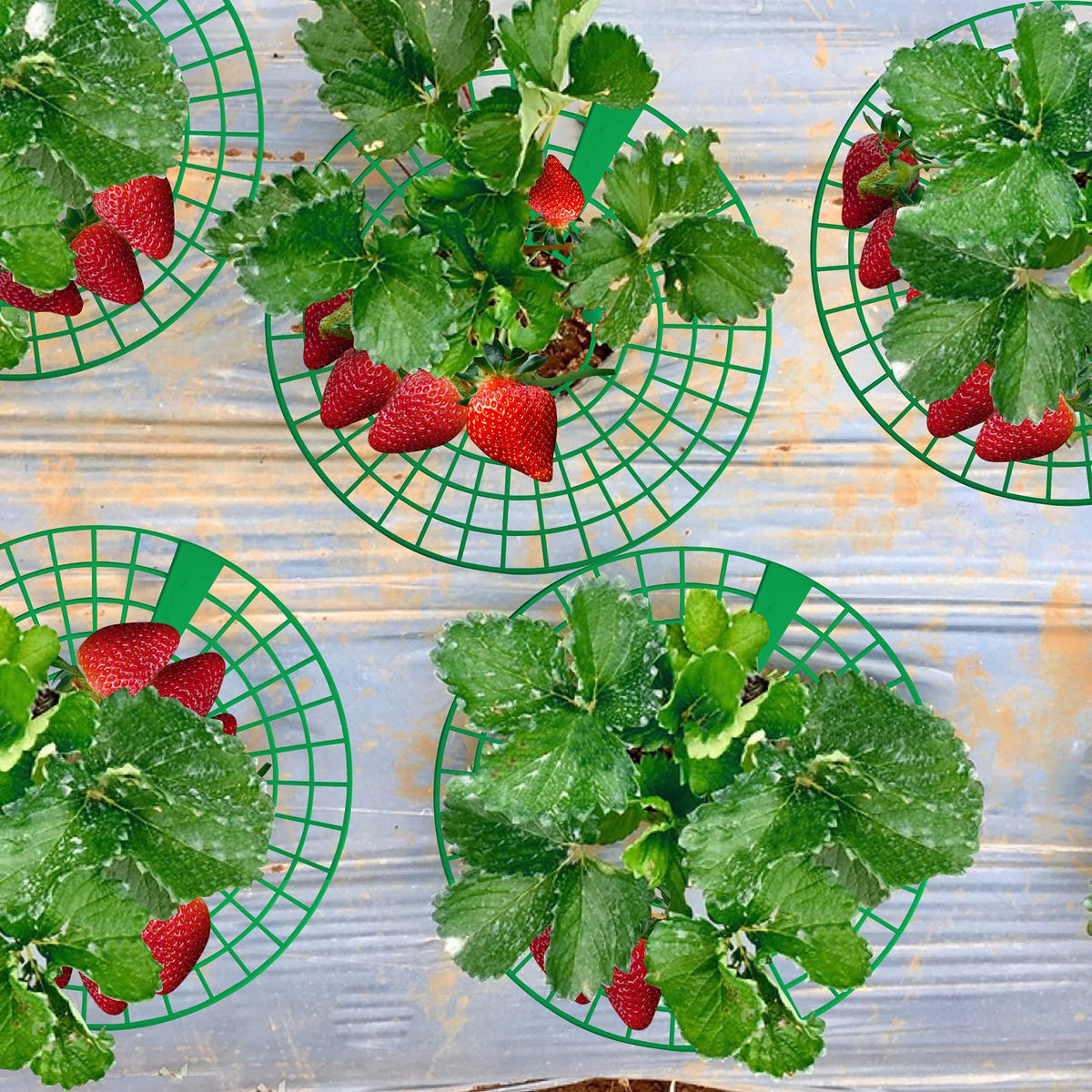 Codree off-ground berry support keeps fruit cleaner during wet seasons