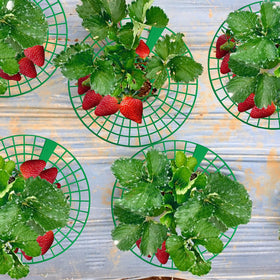 Codree off-ground berry support keeps fruit cleaner during wet seasons
