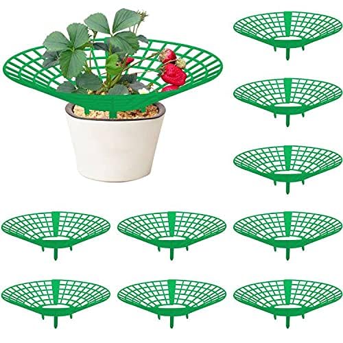 Codree strawberry plant stand with 3 legs provides stable growth support