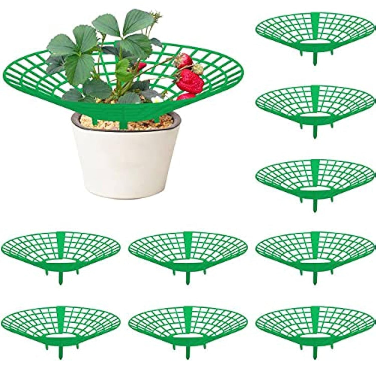 Codree strawberry plant support 10-pack in green keeps berries elevated and clean