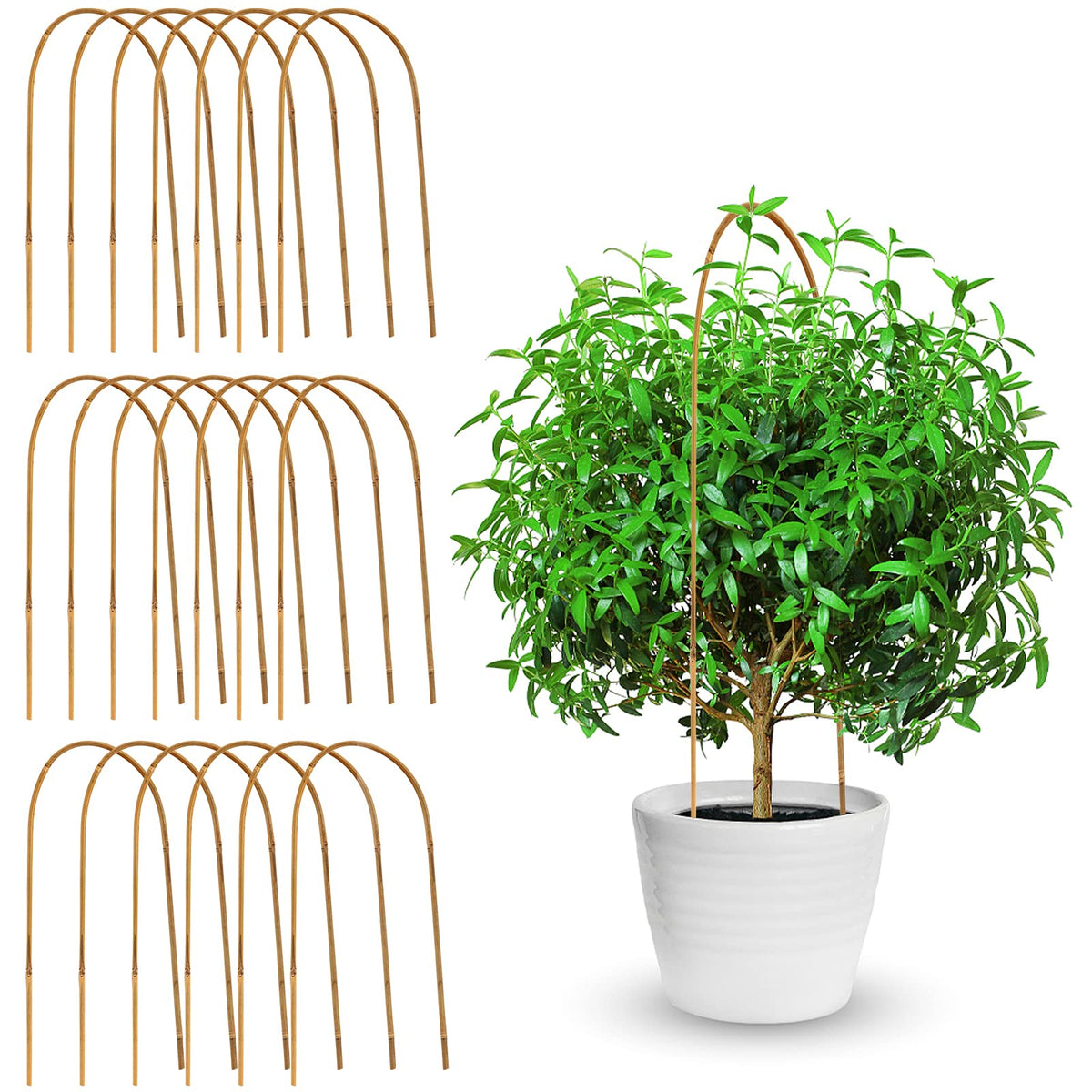 Coloch bamboo U-trellis 20-pack offers sturdy support for climbing vines and flowers.